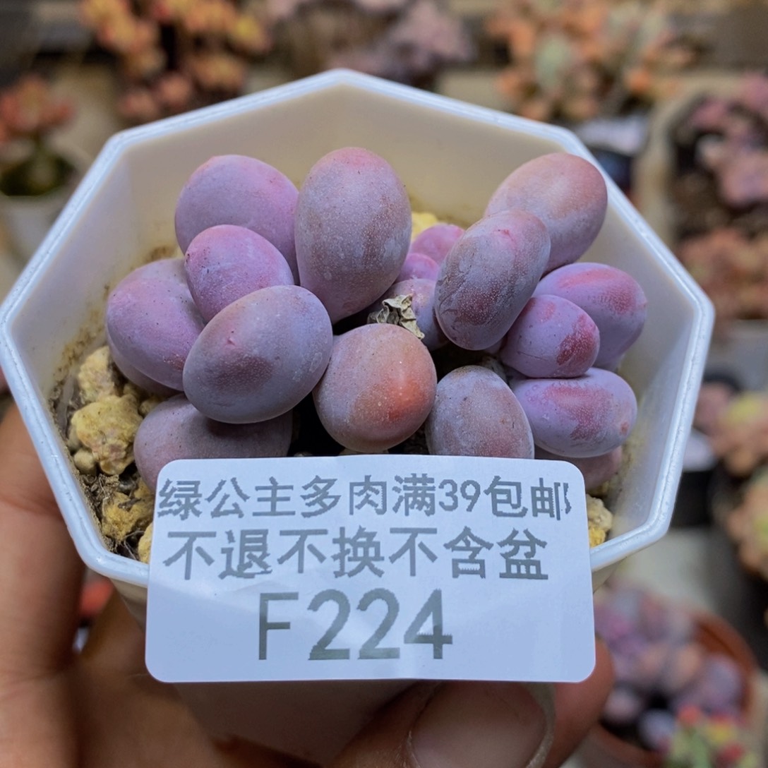 224糖豆奶d r r 4 c m