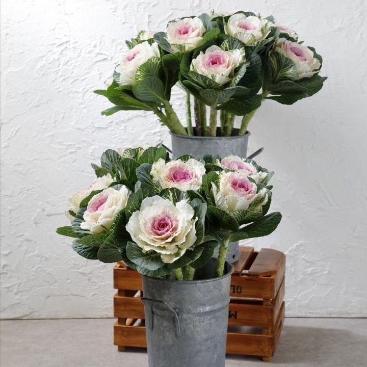 羽衣甘蓝老桩盆栽耐寒耐晒多年生易养庭院阳台观赏花卉绿植