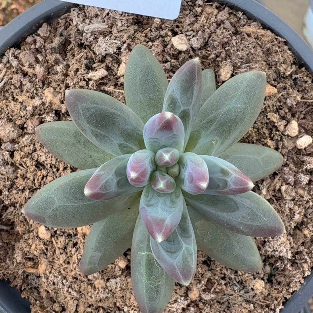 096 美人杂交一物一拍