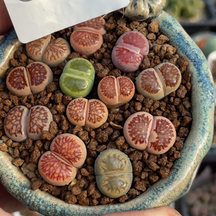 完全开放699彩菊带盆