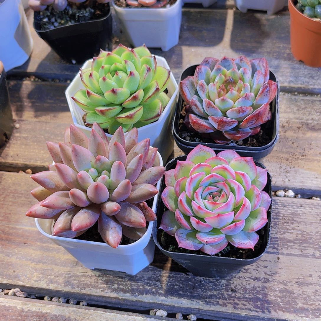 月亮石。葡萄珍妮。蜻蜓。侧影