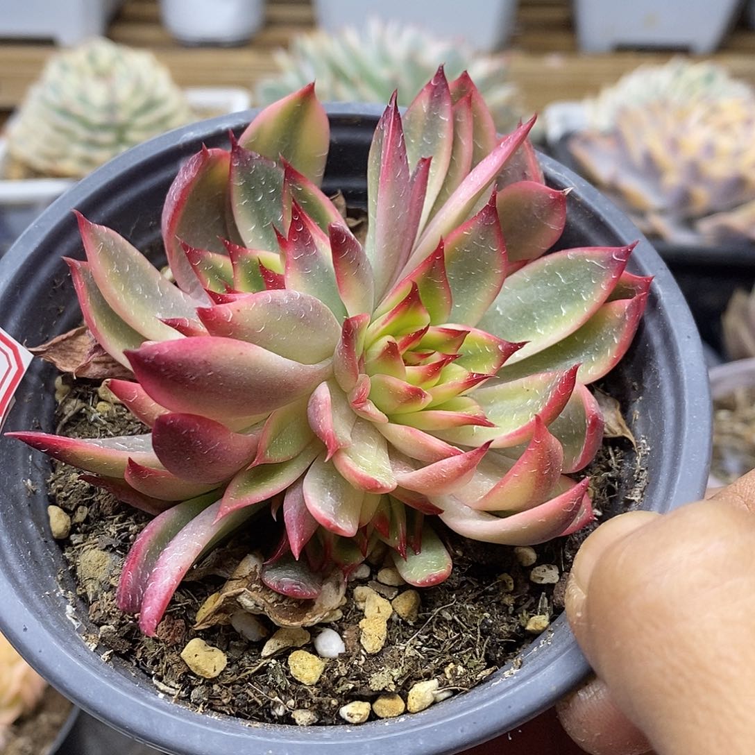 1714 桃花覆轮锦 3 头自然群