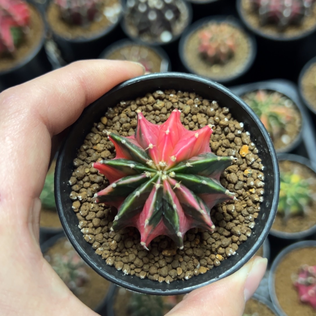 多棱肋骨锦侧芽自根带盆土发货