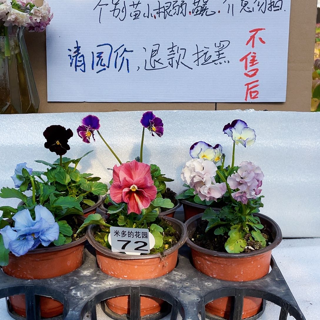 哔***哔大部分花苞少量开放72