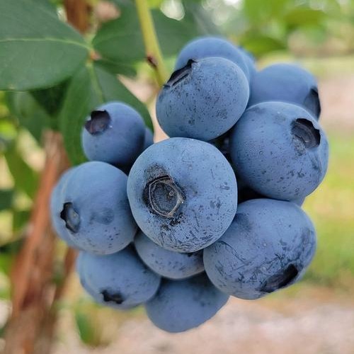 秘鲁大蓝莓新鲜脆甜泡沫箱1盒装当季水果孕妇适用