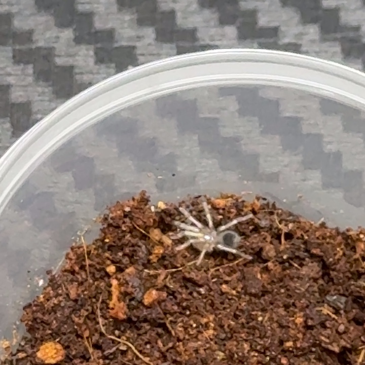 哥伦比亚蓝腿火焰1厘米左右