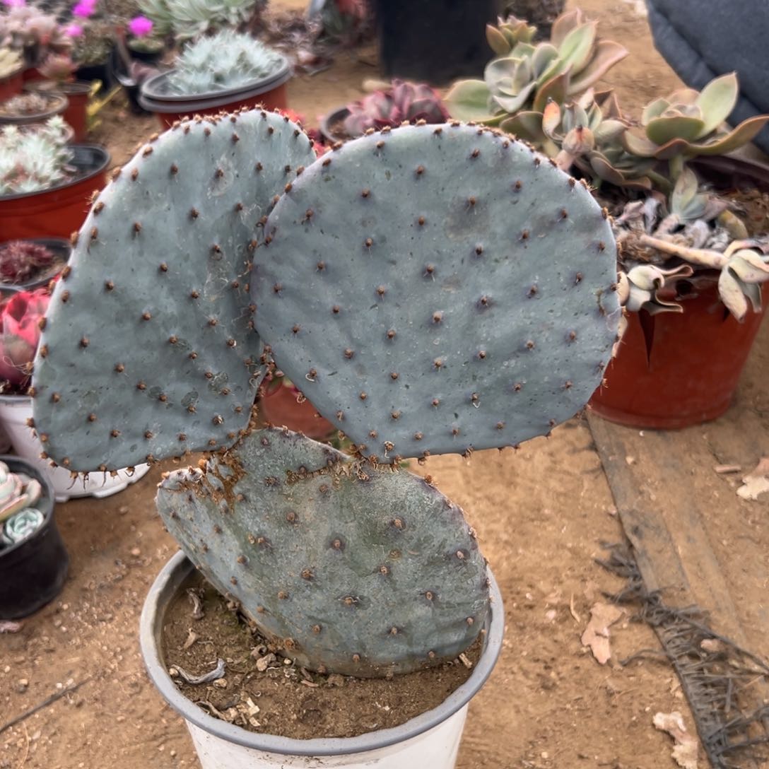 多肉植物胜利塔多肉