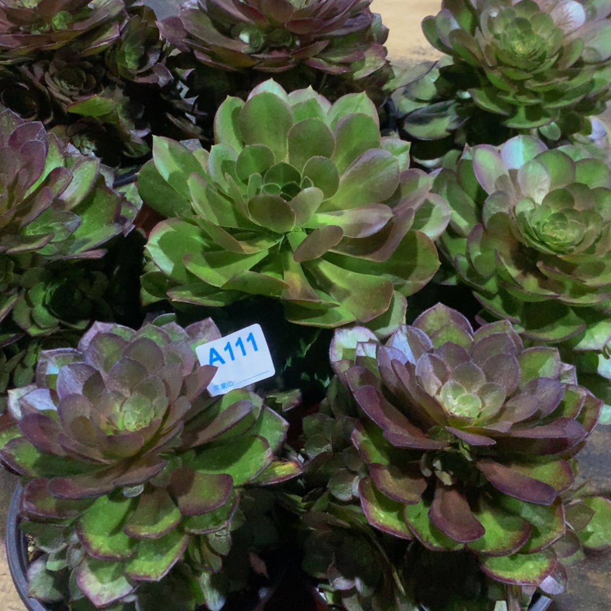 【闪购商品】刘*111桃花石玫瑰万多肉