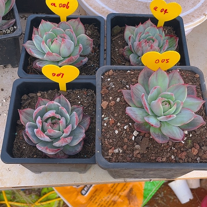 龍****我惊鸿仙子多肉植物a04.05.06.07