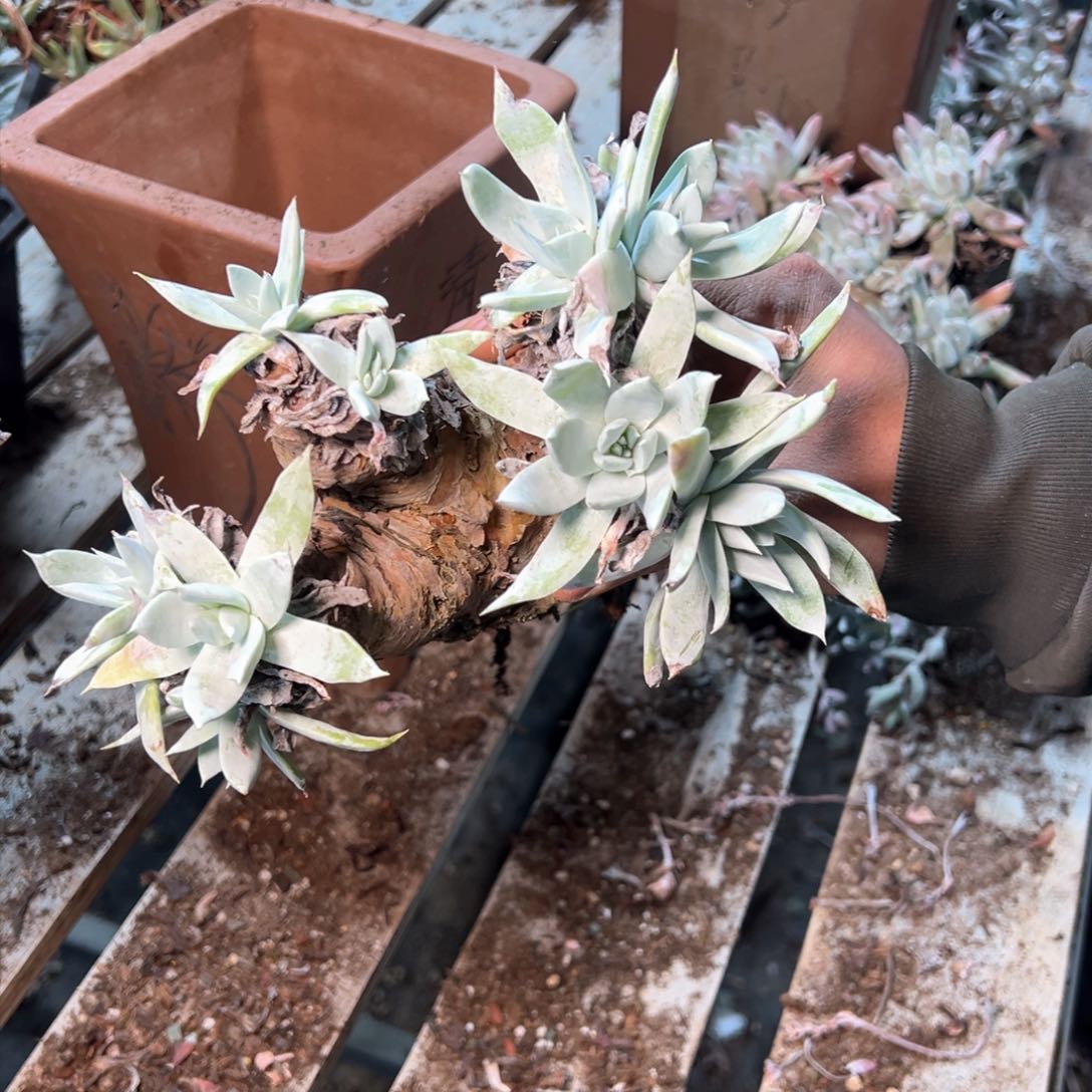 7619哈哈哈哈哈哈哈哈