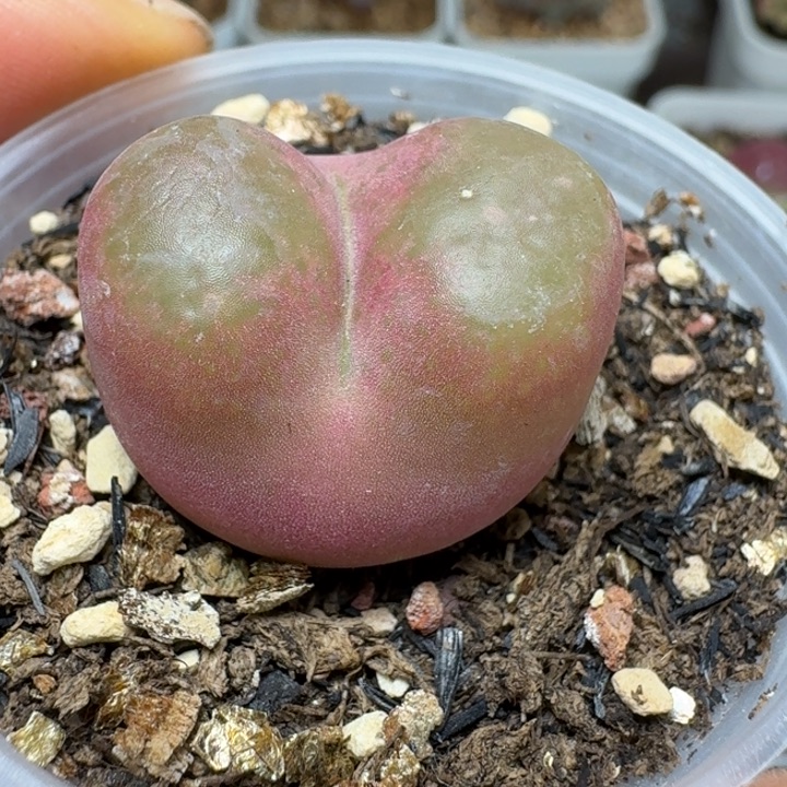 2571带盆5888880800