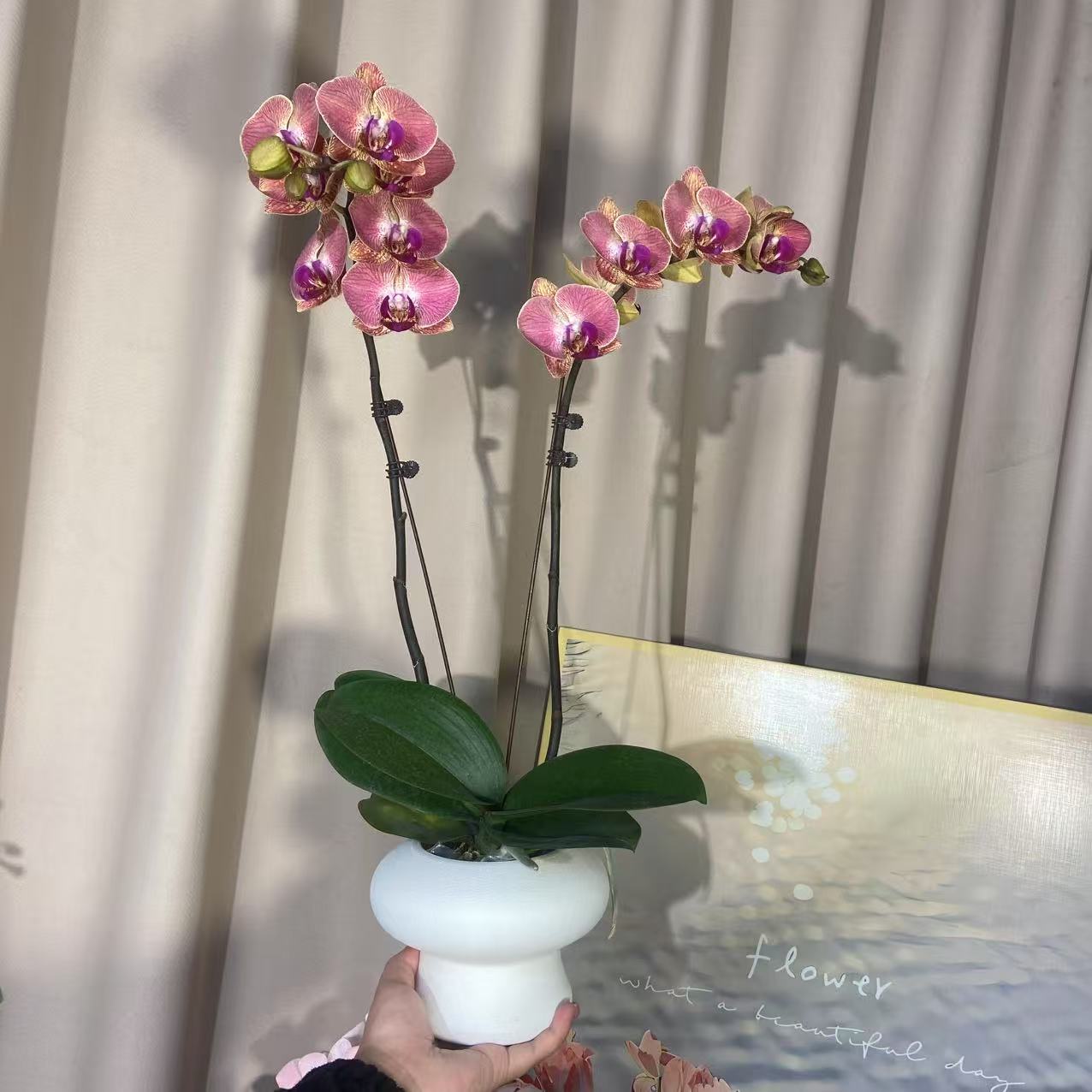 蝴蝶兰（火烈鸟）单苗双花剑 优雅精致鲜花室内花好养活 