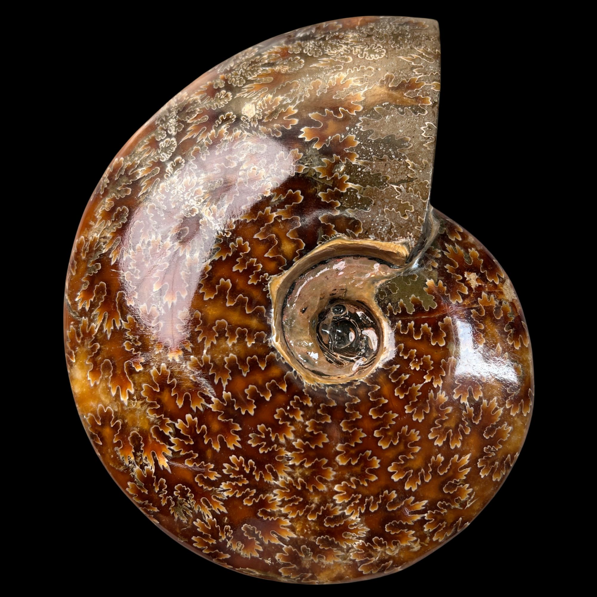 【 叶菊石（摆件）】156mm 玉化 马达加斯加 BZ 古贝壳N-1  H22