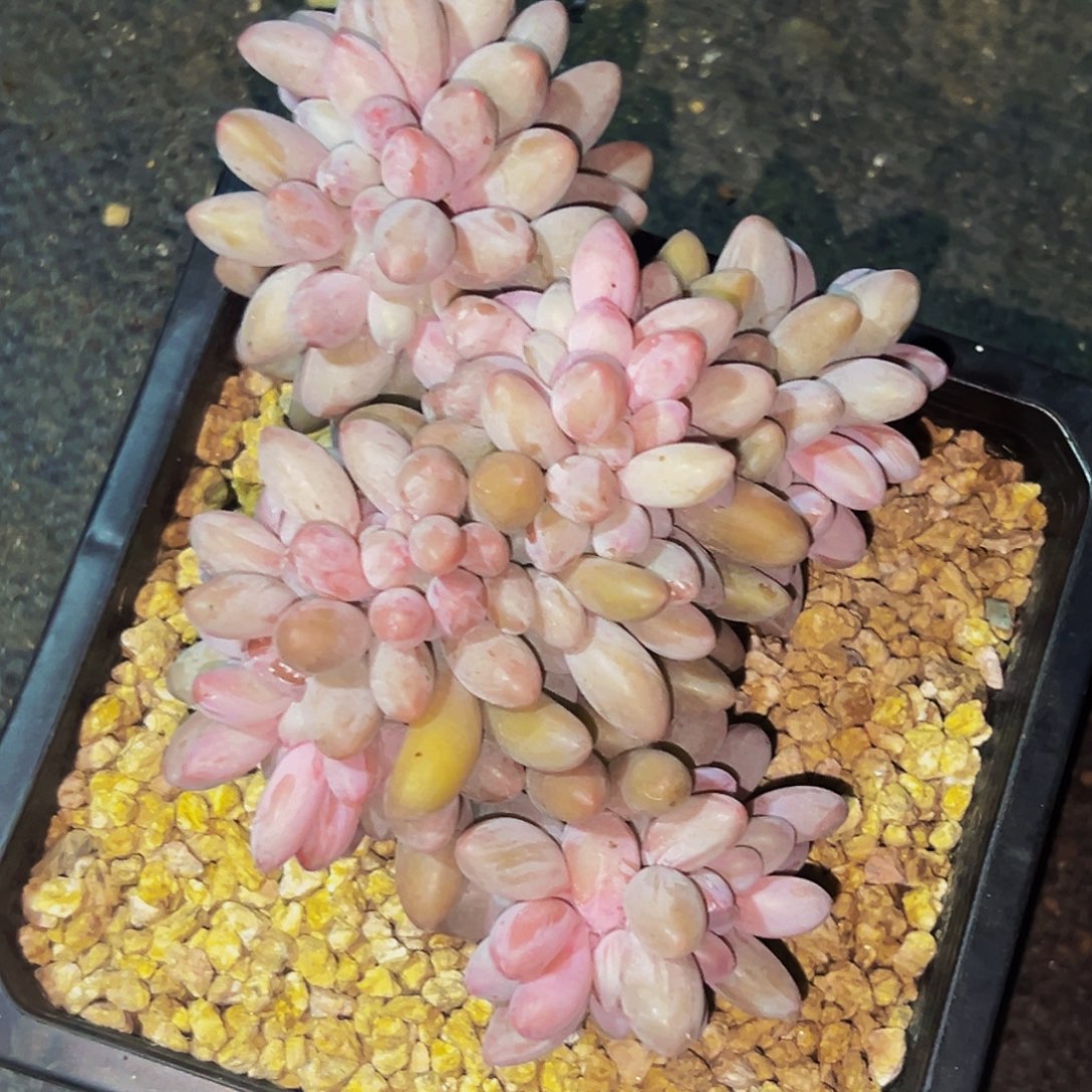 桔云多肉美人精品系列