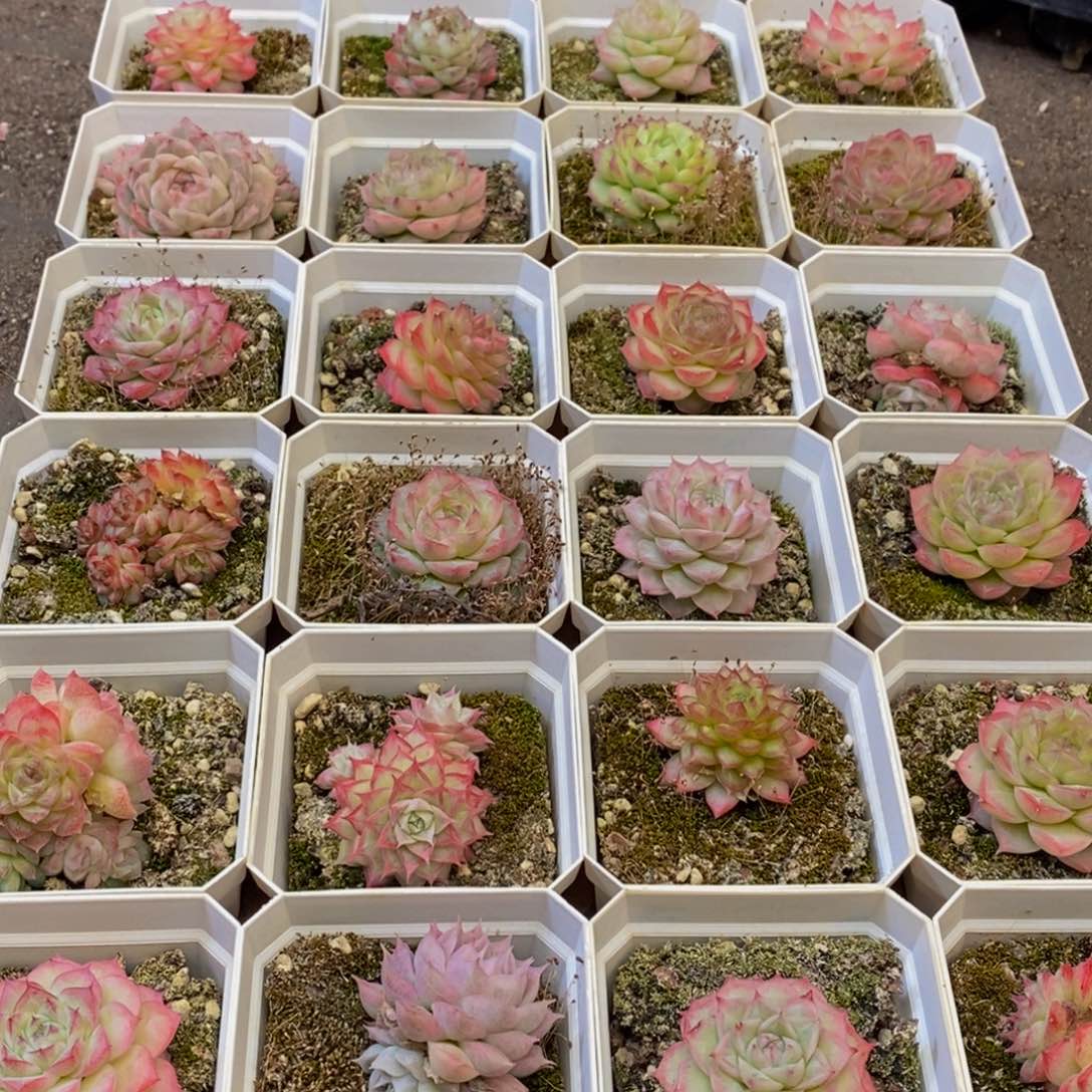 473多肉植物保护研究所所长助理