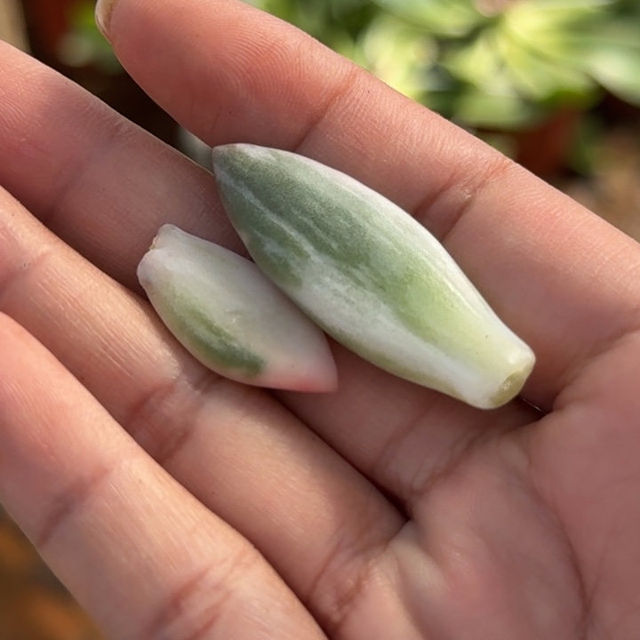 高瓷白美人拉丝锦