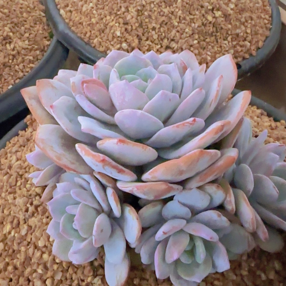 茂**6多肉植物多肉植物