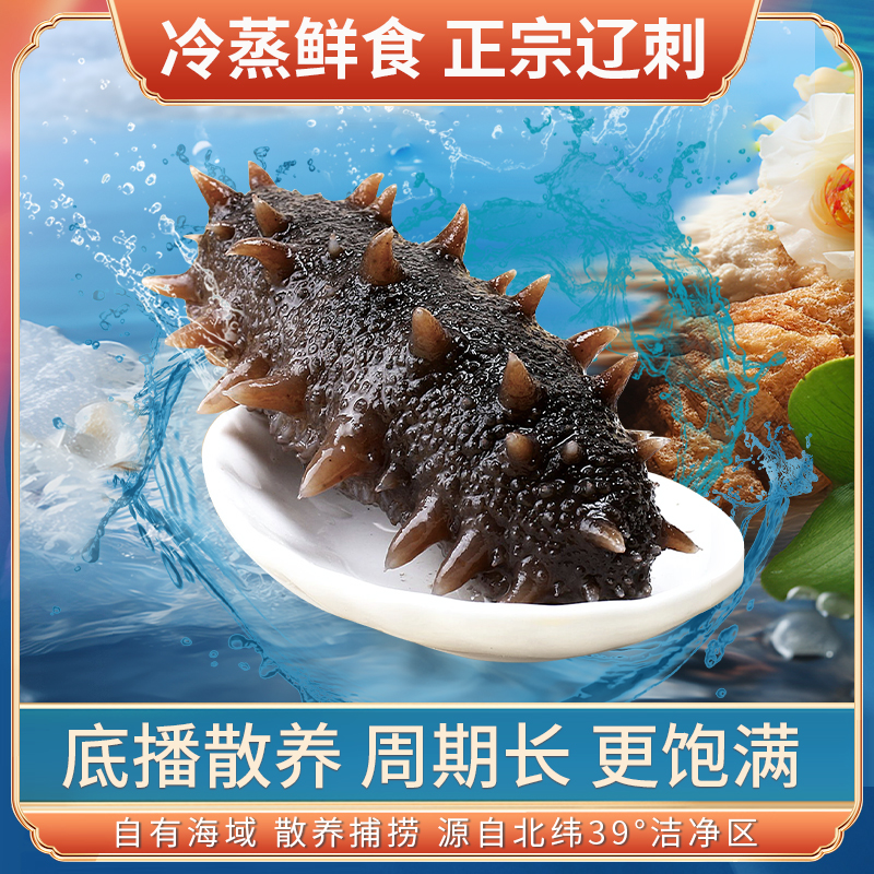 【森家自营】鲜蒸海参底播辽参深海散养直播批发工厂源头