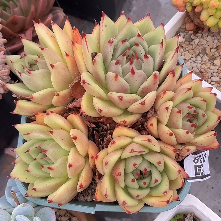 东云杂0728多肉植物