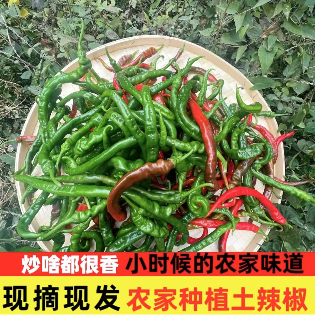 「农家辣椒」高山本地辣椒青红辣椒