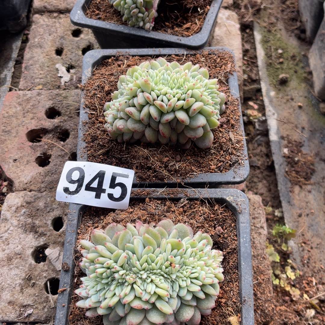 嘟***家945高15889999996666