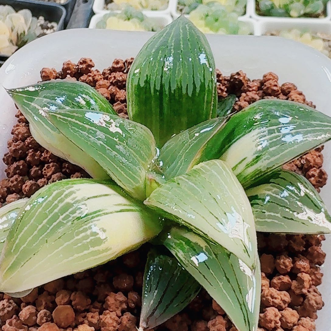 无花朵十二卷 大久保寿锦