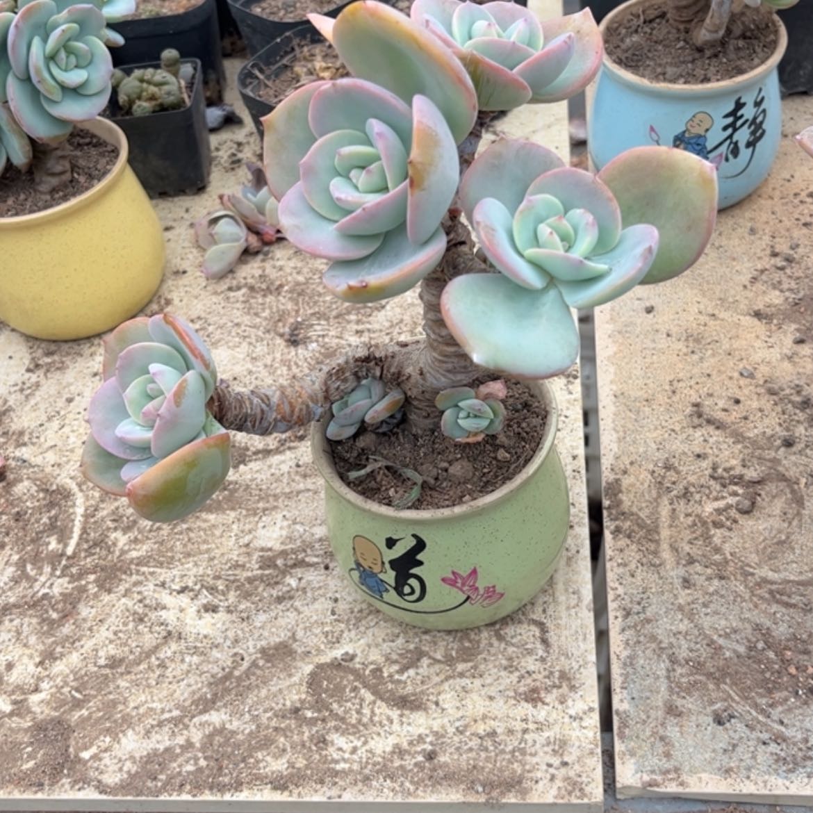 【闪购商品】无花朵知**乐