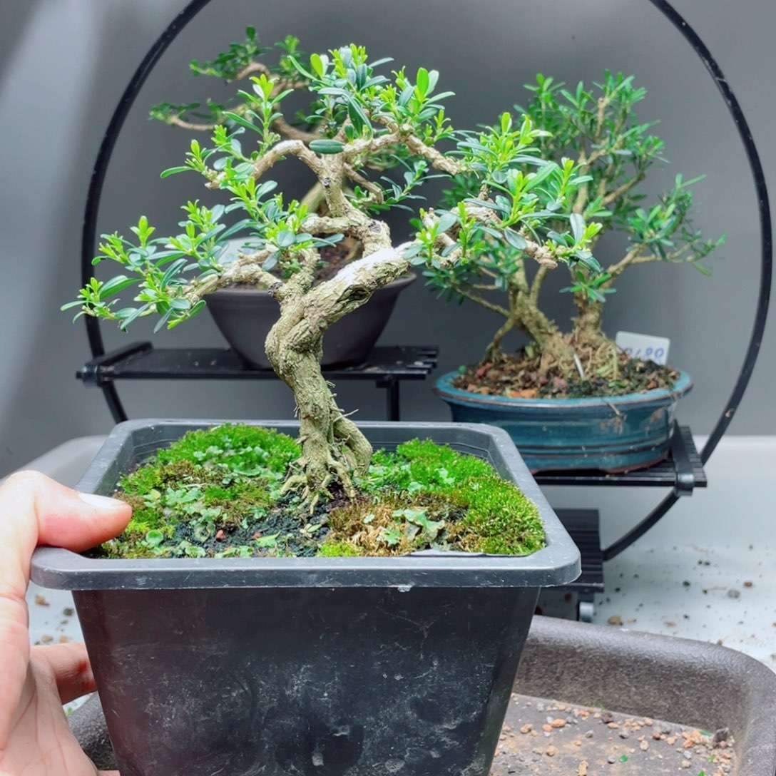 当前无花栽培后可以开花
