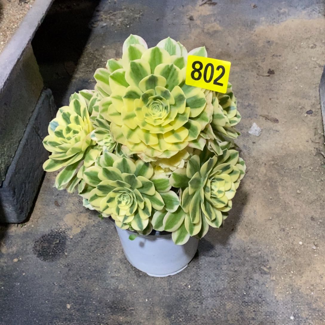 迈巴赫多肉法师802