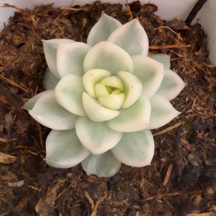 灵璧锦多肉植物一物一拍