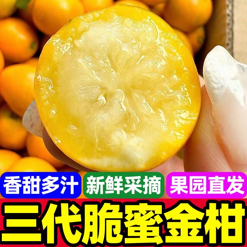 正宗广西融安第三代脆密金桔新鲜采摘脆密金柑纯甜多汁带皮吃孕妇