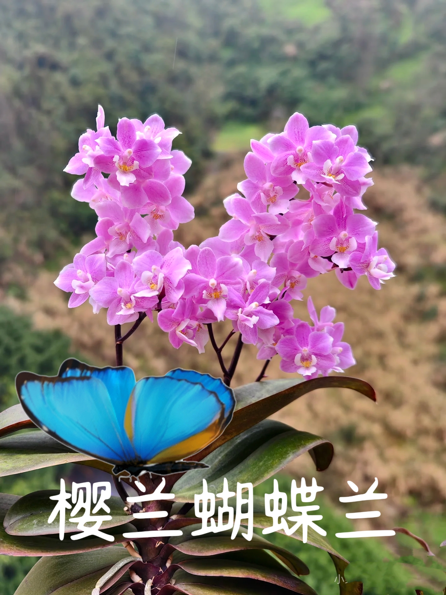 樱兰蝴蝶兰3.0寸杯丰花好看