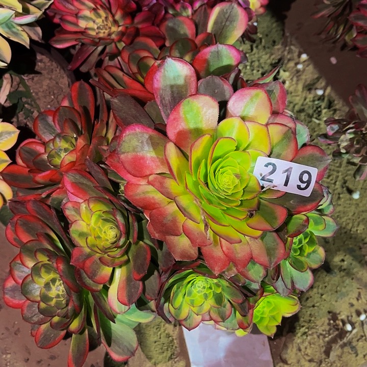 219奶白宽锦多肉植物处理不售后