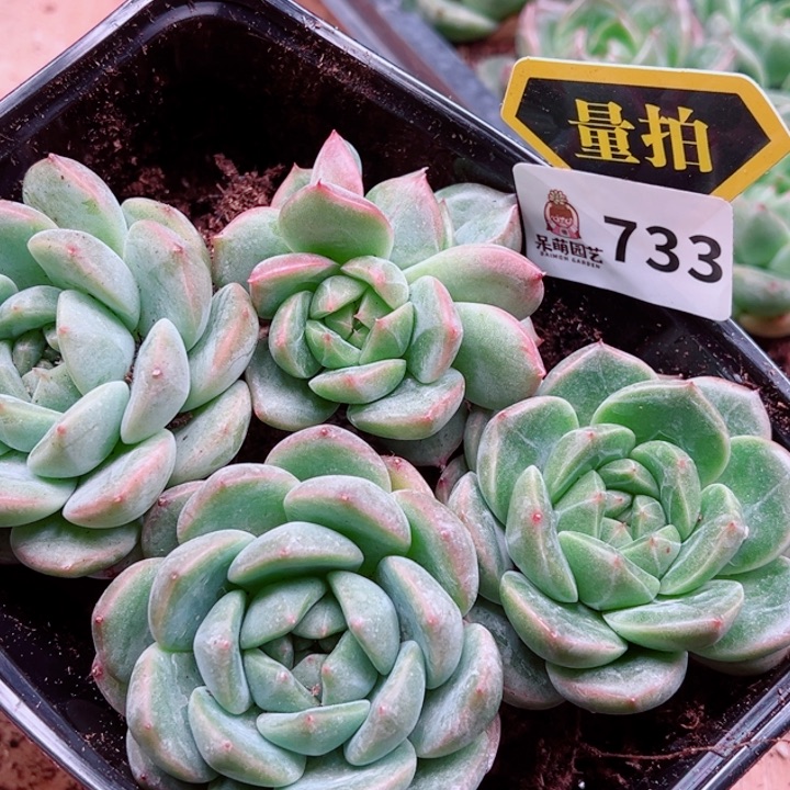 多肉植物多肉植物