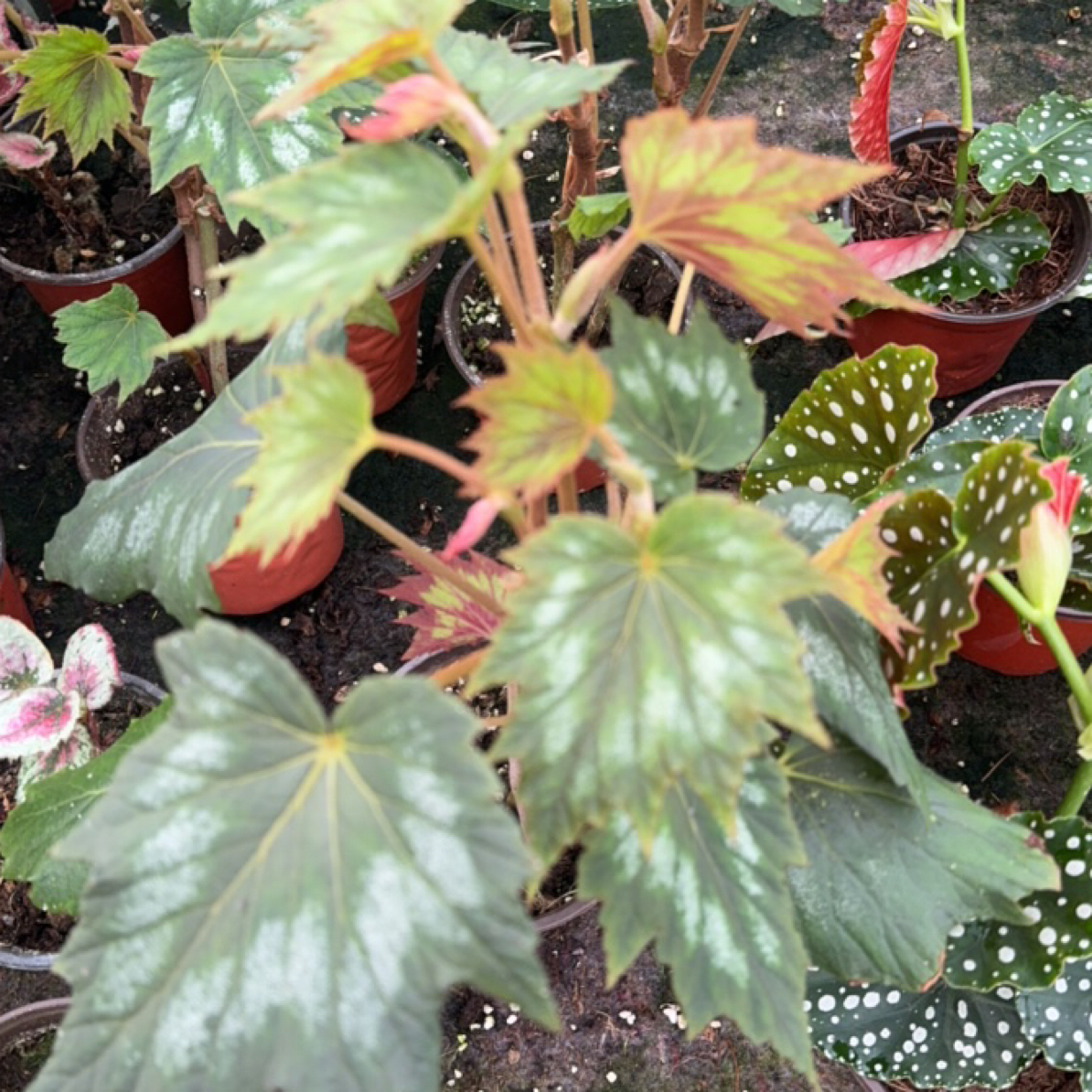 一元文秋海棠室内多u年生高端观叶植物 室内办公室耐荫植物