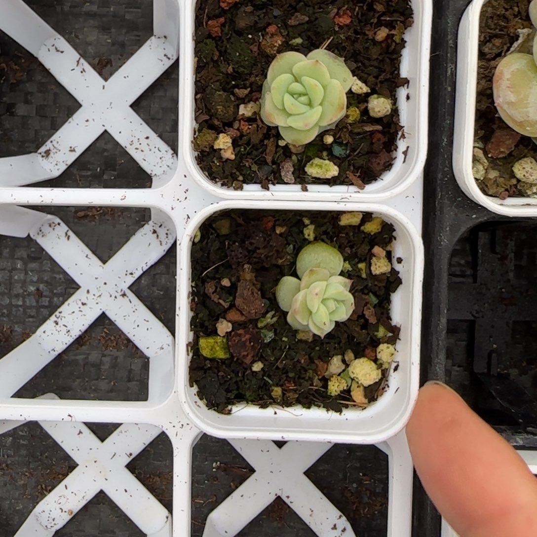 小新月 盆一个5床一个满25包邮