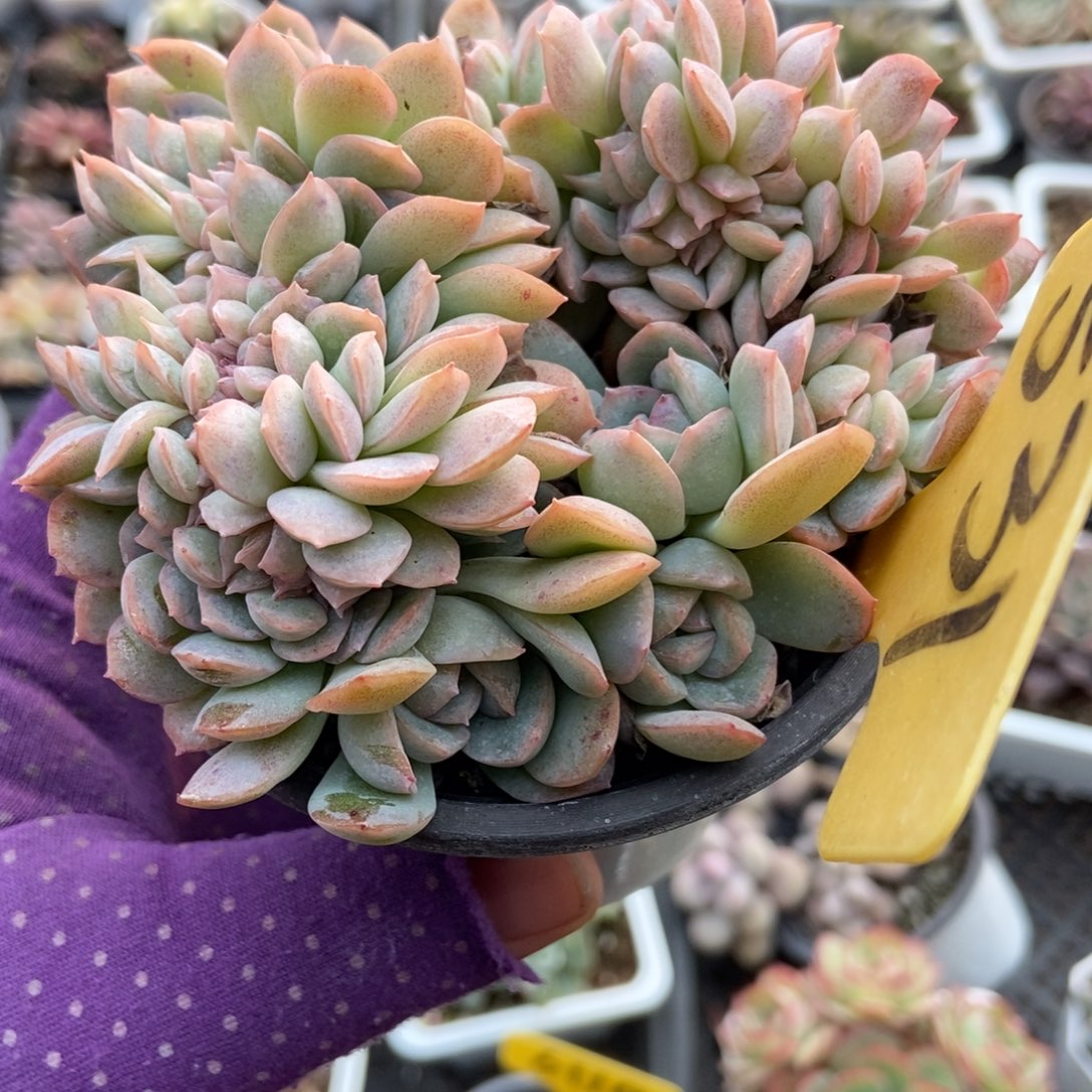 531莎莎女王缀多肉植物