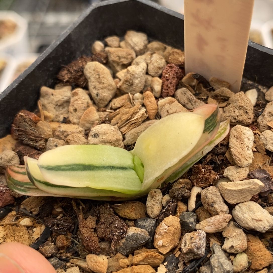 563卧牛多肉植物