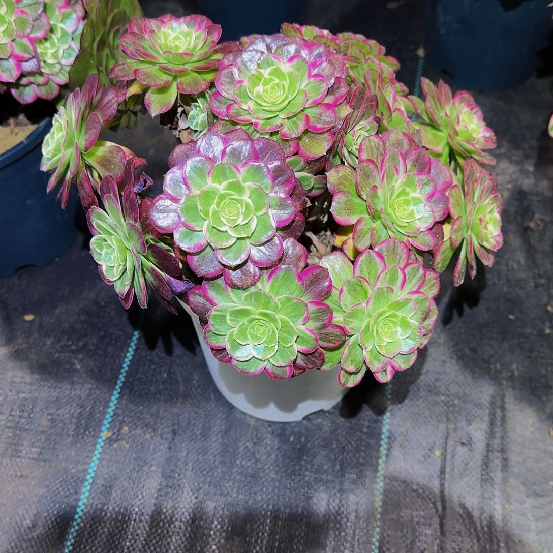 多肉植物万花筒老庄