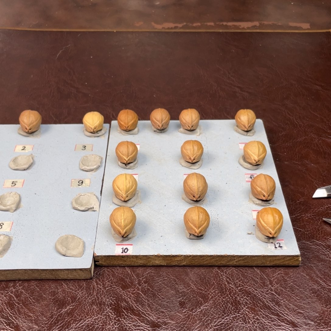 手串/手链橄榄核南*23.26梅林铁核三通单颗