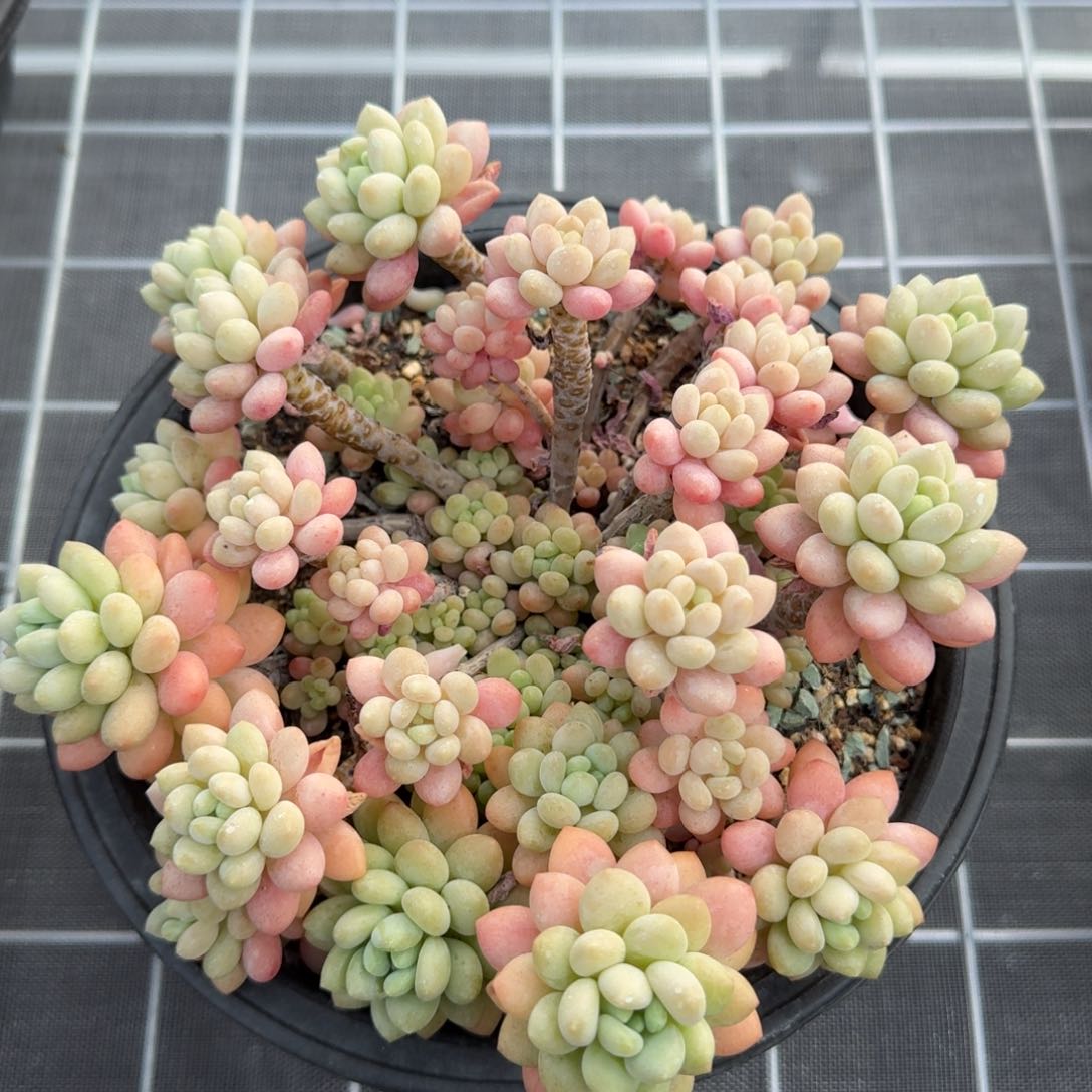 从前慢花园多肉编号鱼子酱