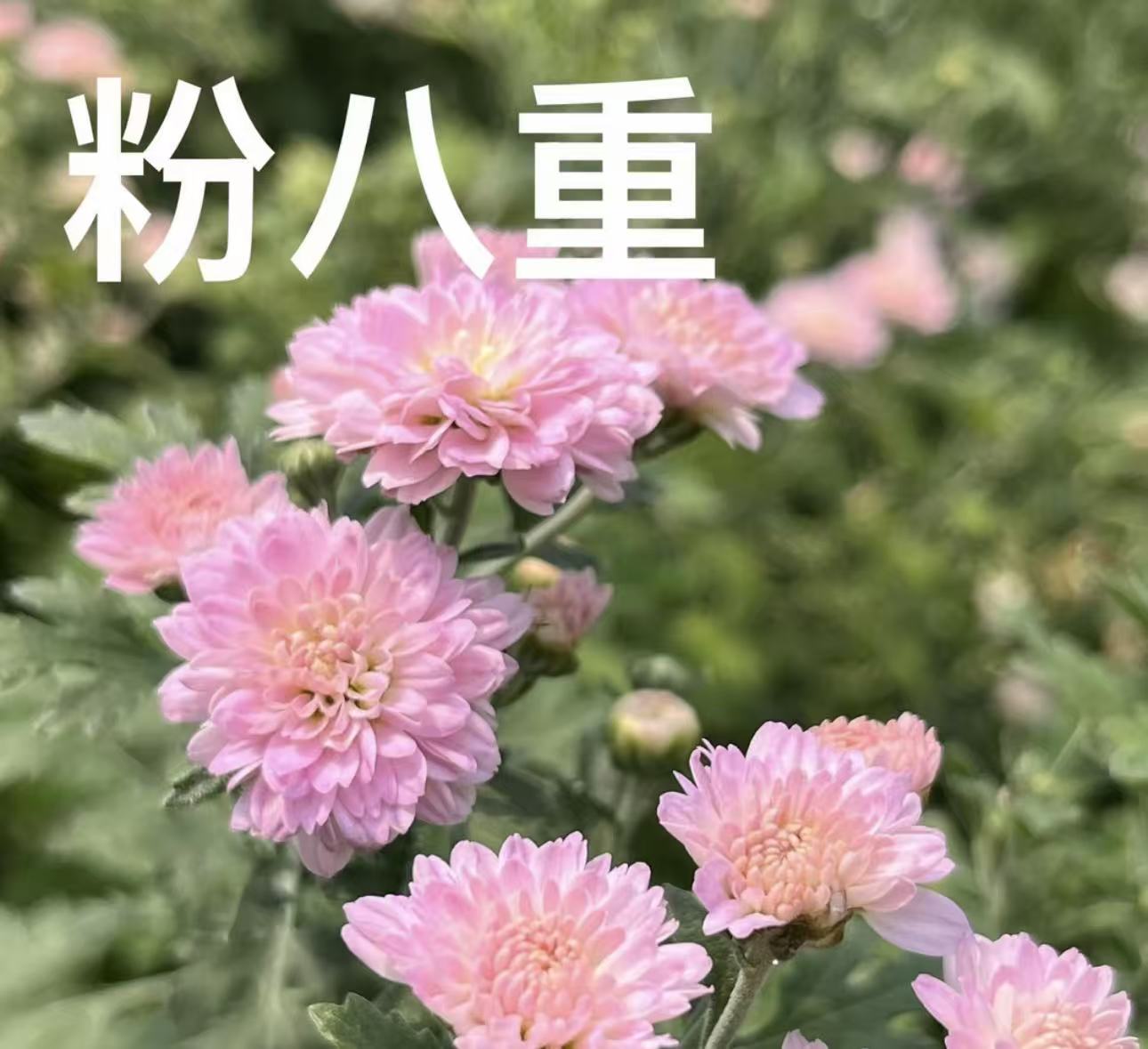 木本菊盆栽耐寒耐热多年生花卉适合阳台庭院种植