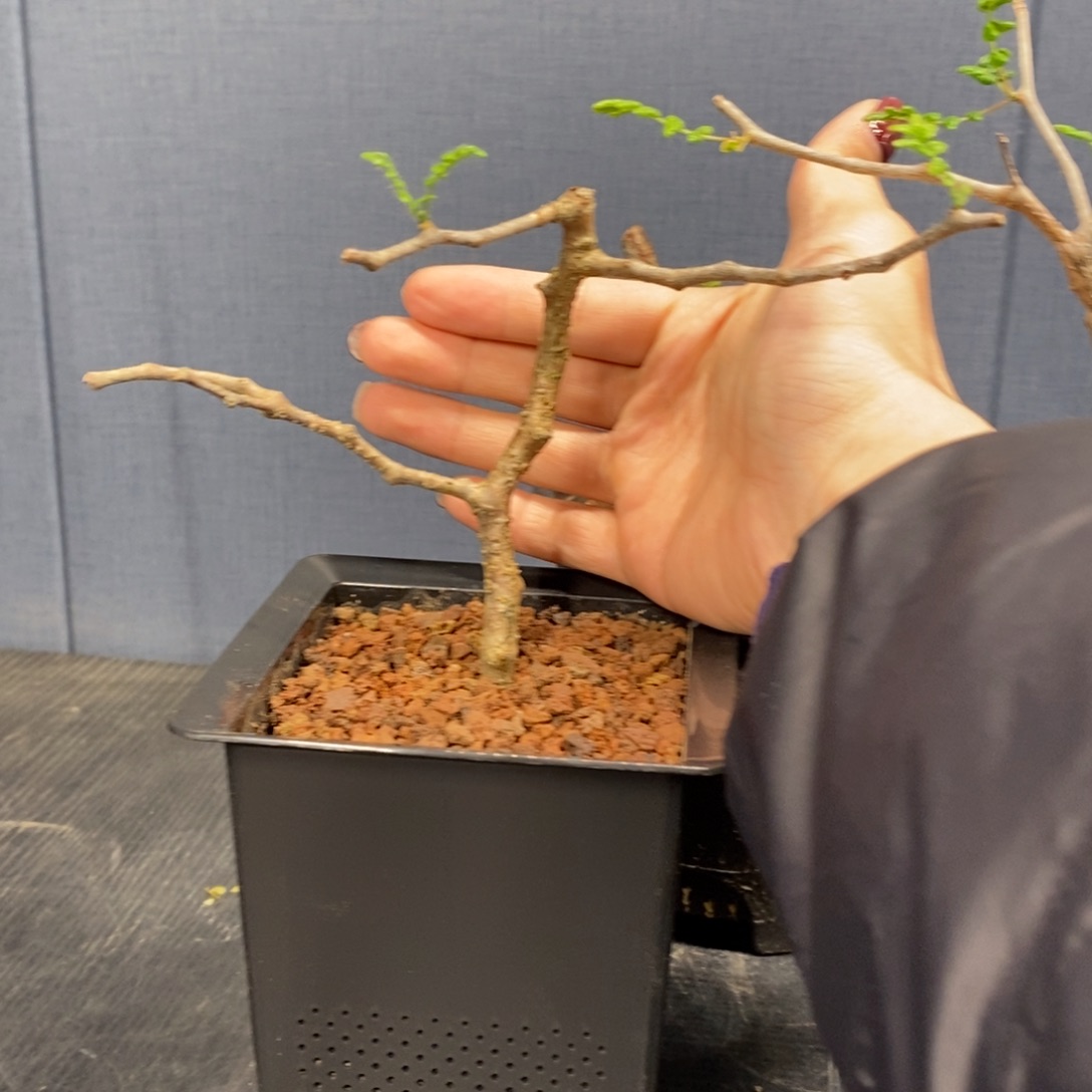 ?***象滔天橄榄产地带盆