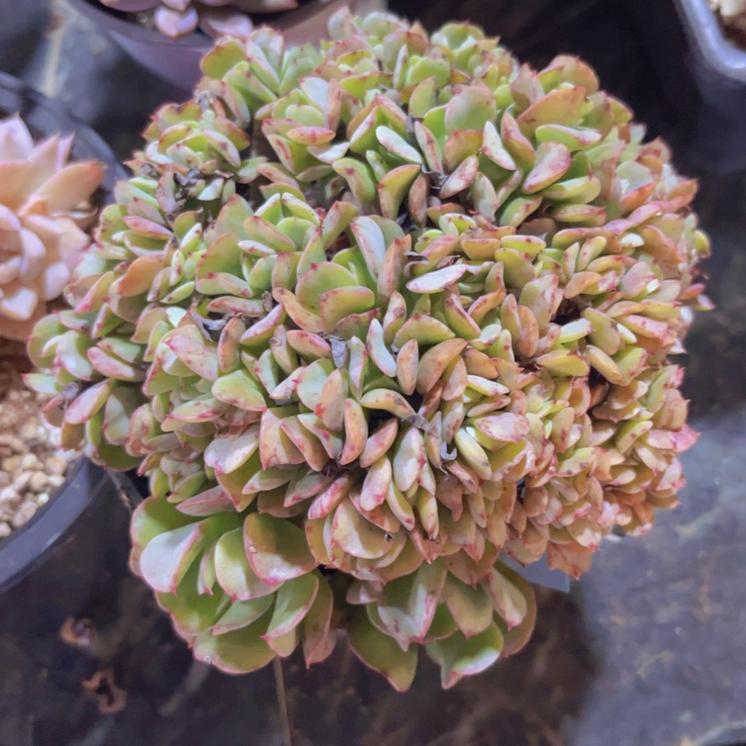 黑鹰缀01299多肉植物