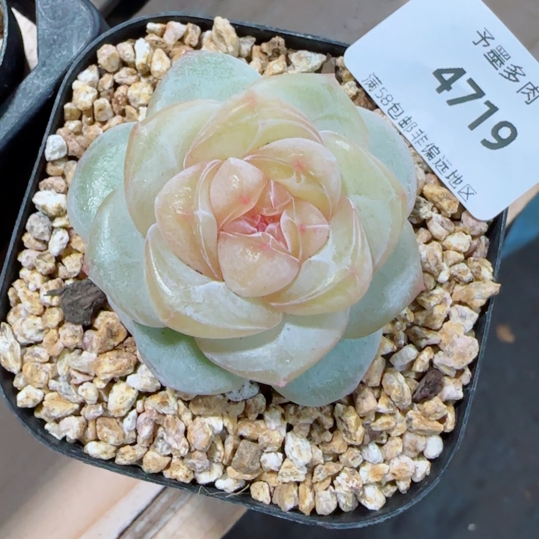 月白珍妮，4719多肉植物