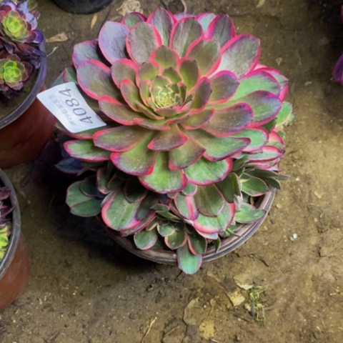 粉花妖多肉植物4084