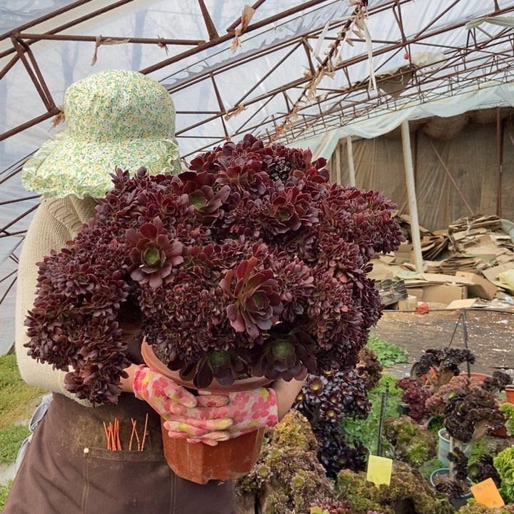 用****5642玫瑰老桩朵朵老桩伤