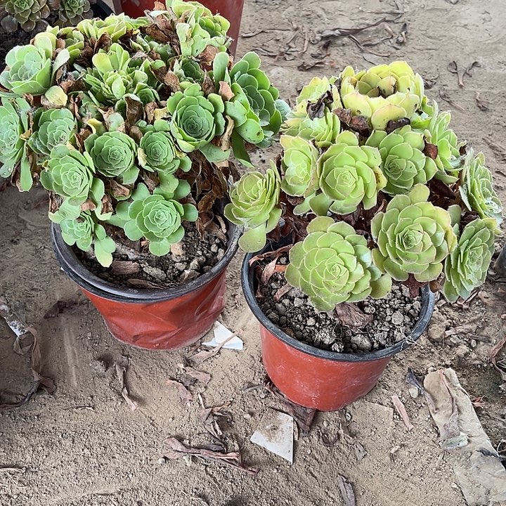 2棵玫瑰玫瑰玫瑰玫瑰