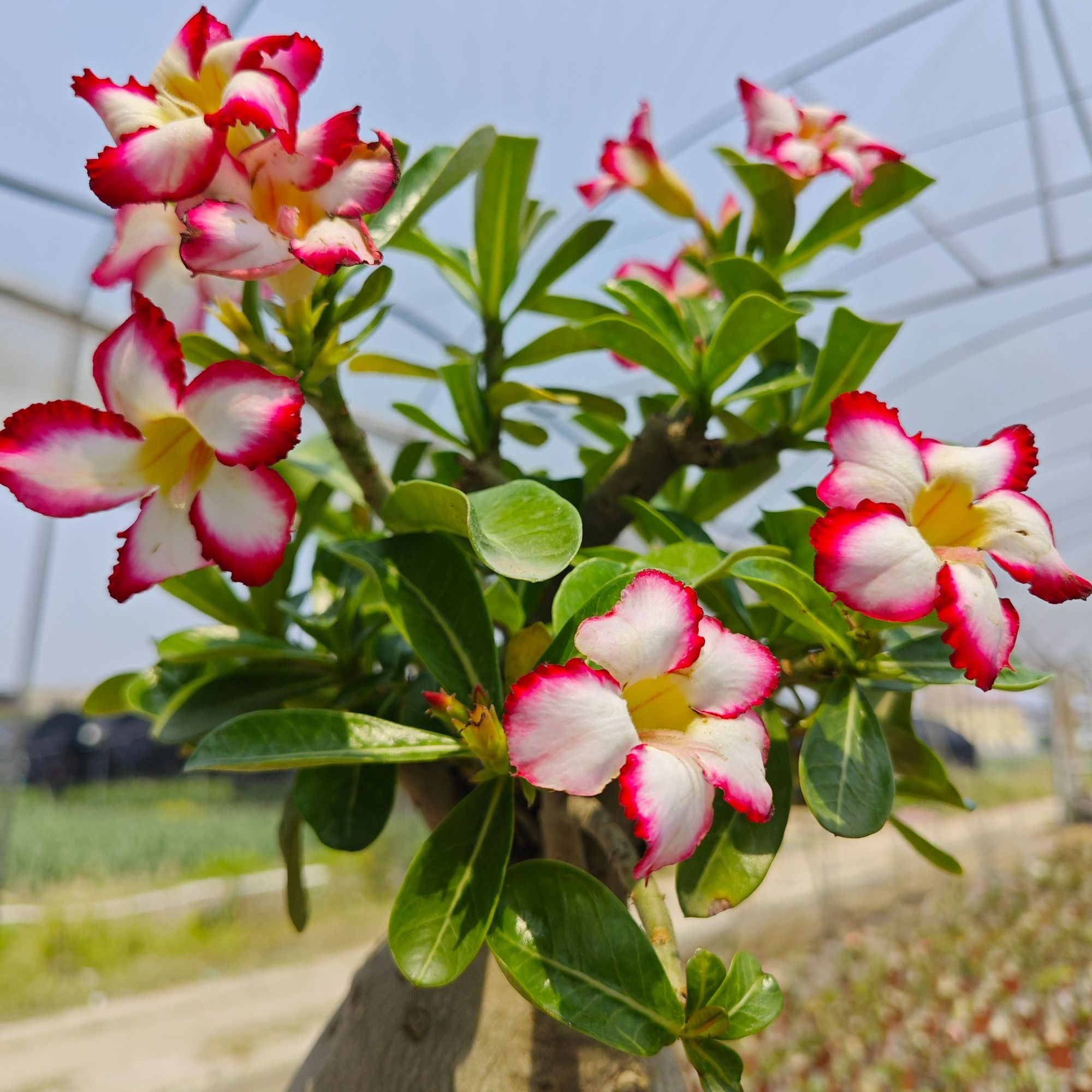 沙漠玫瑰盆栽一物一拍耐寒耐旱花卉绿植