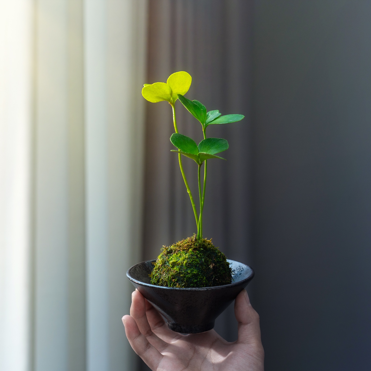 幸运四叶草室内墨西哥铁树办公室桌面好养迷你绿植植物花卉盆栽